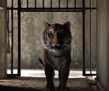 Tygrys, też człowiek, jeść ...