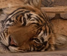 I jak pomyślę o Zoo i o tyc...