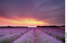 wrzosowe pole o zachodzie S...