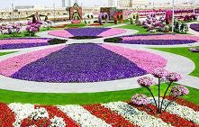 Miracle Garden w Dubaju