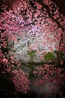 Night view - Cherry trees in full bloom, Japan