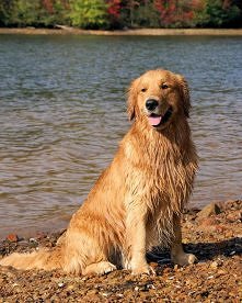 Golden retriever