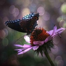 motyl