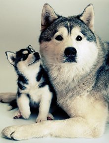 Husky :3