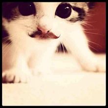 wąs. ♥