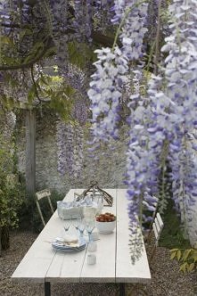 wisteria