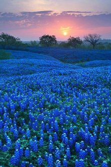Bluebonnet Field - Ellis County, Texas