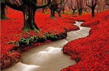 Red Forest, Portugal