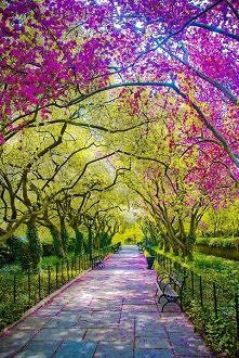 Central Park. NY