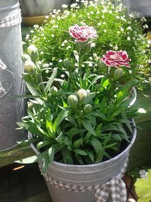 sliwcia.blogspot.com/