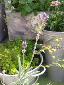 sliwcia.blogspot.com/