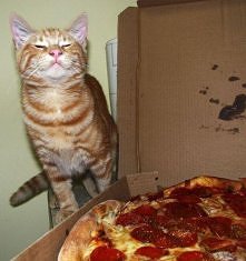 Even cats love pizza :)