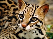 Ocelot <3