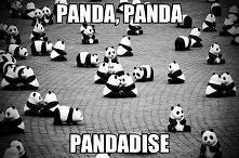 Panda. Pandadise.