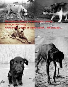 Kochjamy zwierzęta.  Pies to nie zabawka!!