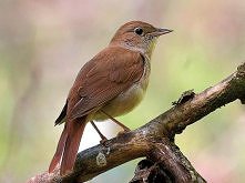 TOP10: Najdziwniejsze zabiegi poprawiające urodę - ODCHODY SŁOWIKA RDZAWEGO - Zabieg z użyciem odchodów słowika rdzawego znany był już przed wiekami i stosowany był w Japonii pr...