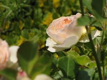 ukochana pastelowa piękność