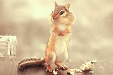 Jakie orzeszki?  Ja nic nie...