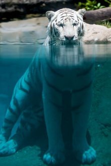 Majestatyczny tygrys :D