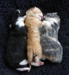 ppp
