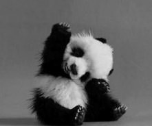 hi panda *.*