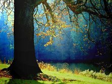 the beloved scene (by ♦ Pet...