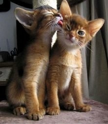 meow