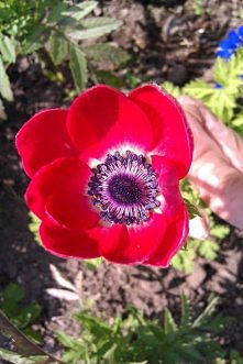 red poppy anemone