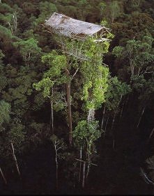 The Tree Houses of the Korowai Tribe of New Guinea.