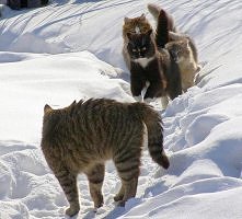 Oj będzie  sierść  lecieć