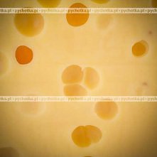 Rajski smak sery francuskie