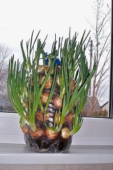 zielony jak szczypiorek na wiosnę
