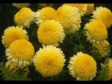 Chryzantemy Złociste
''Pistolet sobie kupię, 
Ale nie zastrzelę się, 
Bo kurwa mam Cię głęboko w dupie.''