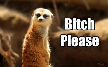 Surykatki też potrafią ;p