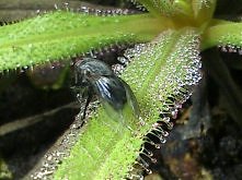 Drosera Regia- Rosiczka Królewska