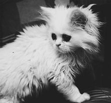 nawiedzony kot (a tak serio, chyba wszystkie koty jakie znam, są nawiedzone w jakiś sposób ;O)