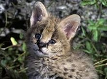 wiecie może co to za zwierzę?