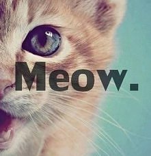 meow *.* śliczny <3