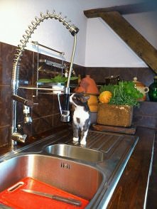 Luna - koteczka do adopcji