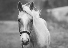 Kocham konie, really <3 a wy?