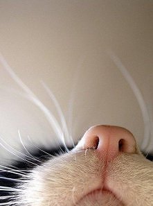 koci nosek :) obrazek ściągnięty z neta :)