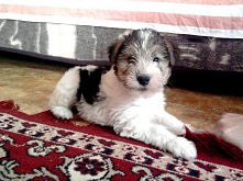 Ma ktoś może Fox teriera ? :D