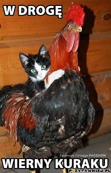 Pasażer na gapę.;)