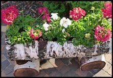 Drewniana donica i kwitnące...