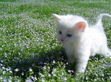 mały biały kotek