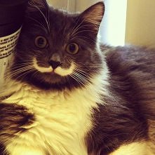 mustache