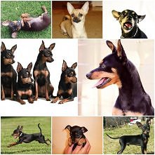 lovely dogs