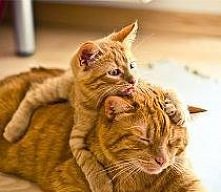 Rudości nigdy dość!