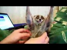 Lemur pieszczoszek :)