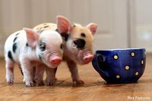 Będę taką kiedyś mieć biega...